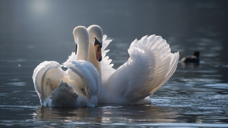 Dos cisnes perdieron el rumbo y uno de ellos murió en el trayecto. FOTO: Pixabay