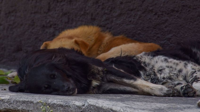 Perros rescatados tendrán una nueva vida en Canadá tras ser adoptados