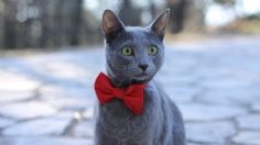 Conoce al gato azul ruso, una de las razas de felino más antiguas