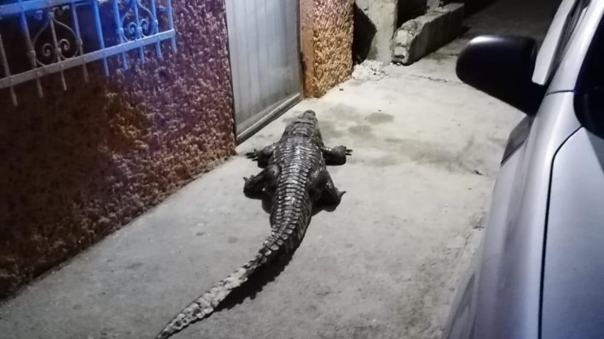 Terror en Tamaulipas por ataque de cocodrilo; piden protocolo para evitar propagación de reptiles