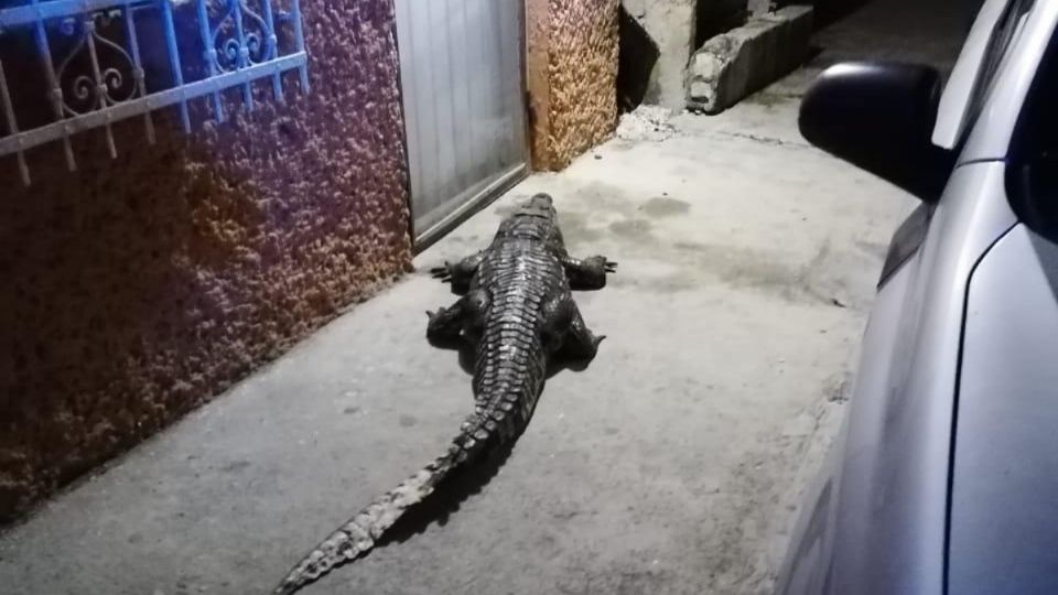 Estos animales suelen aparecer en las calles de la entidad