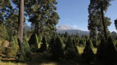 Crece la demanda en árboles de navidad