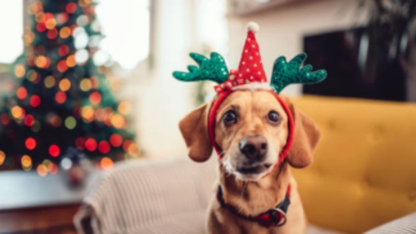 ¡Cuidado! La flor de Nochebuena es un ENEMIGO navideño para los PERROS