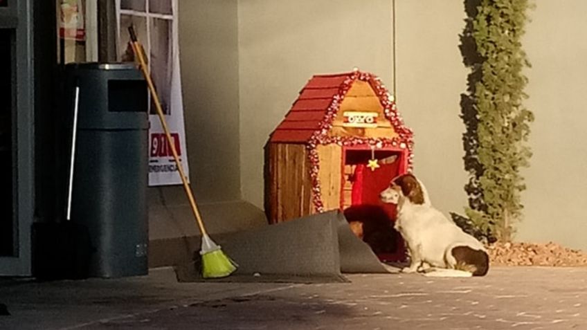 Sucursal de Oxxo adopta a mascota y le llaman Migajón; le construyeron una casita: FOTOS