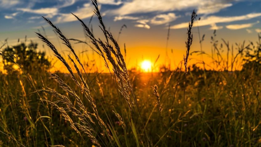 Semarnat celebra revés a amparo del Consejo Nacional Agropecuario sobre glifosato