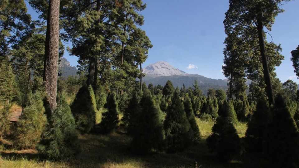 RESPIRO. Cortar el árbol, es una opción que buscan las familias para salir del confinamiento. Foto: Cuartoscuro