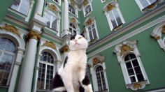 ¡Hermoso gesto! Médico francés deja parte de su herencia a los gatos del Museo Hermitage de Rusia