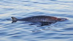 ¡Buenas noticias! Descubren nueva especie de ballena en Baja California