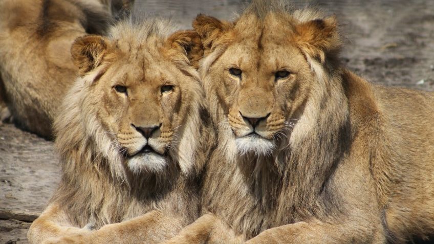 ¡Ni el rey de la selva se salvó! Zoológico de Barcelona confirma contagio de Covid-19 de sus leones