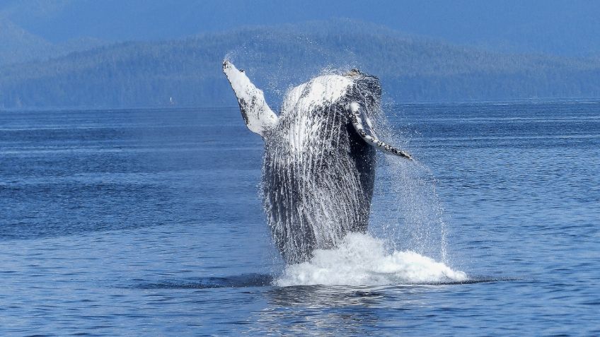 VIDEO VIRAL: ¡Hermoso! Captan a ballena “saltando” en bahía de Acapulco