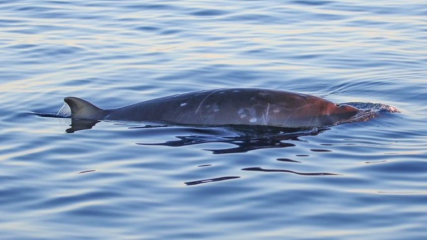 ¡Buenas noticias! Descubren nueva especie de ballena en Baja California