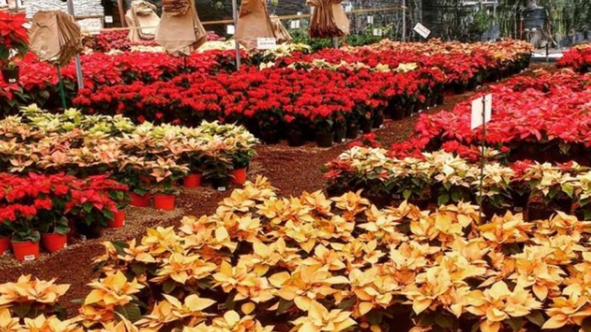 Conoce la TRISTE historia de la Nochebuena; flor para celebrar esta NAVIDAD