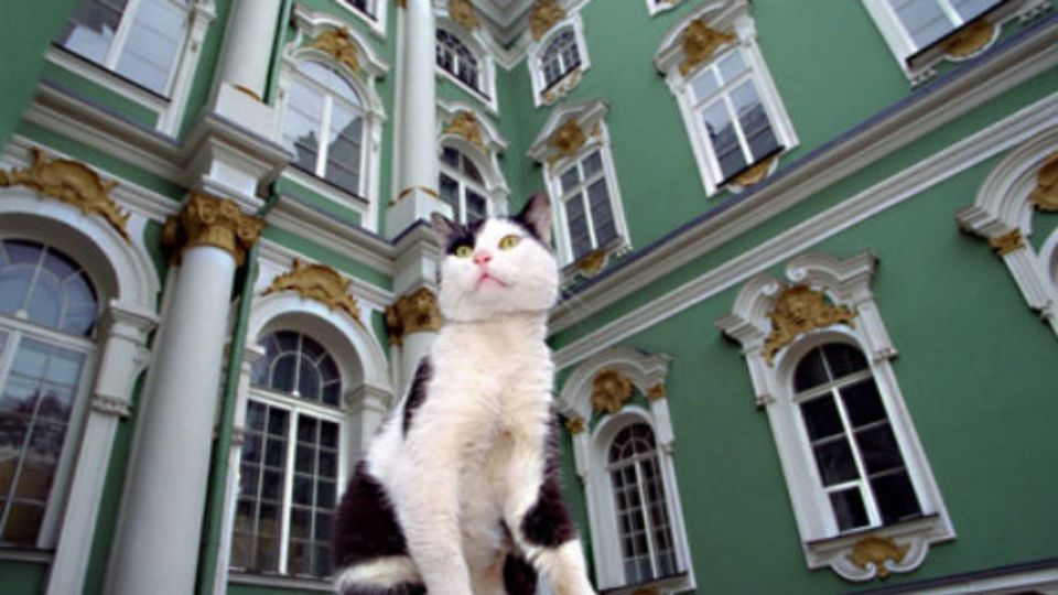 Un médico francés dejó una herencia a los gatos del Museo Hermitage en Rusia
FOTO: Twitter