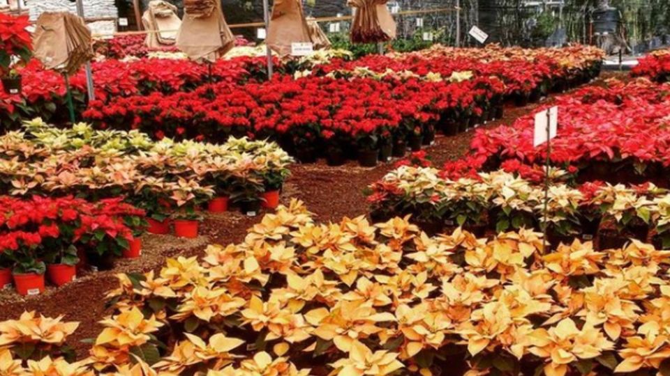 Los aztecas llamaron a esta planta como Cuetlaxóchitl, que significa “flor que se marchita”. Foto: Archivo/ Instagram