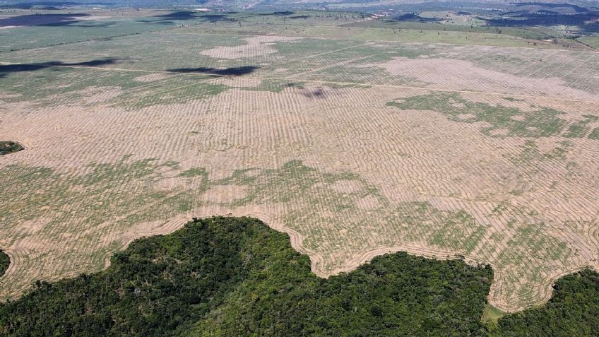 Amazonas perdió más de 500 mil kilómetros por deforestación entre 2010 y 2018