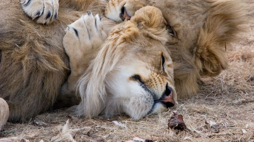 ¡Pobres LEONES 🦁! Se contagian de COVID-19 en Zoológico en ESPAÑA