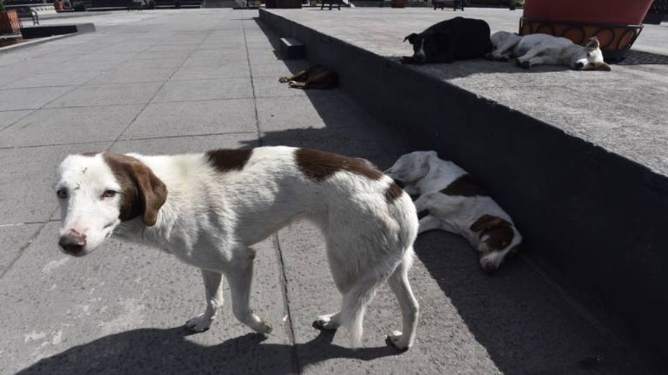 Los perros han sido estudiados para determinar si se infectan del peligros virus. Foto: Cuartoscuro