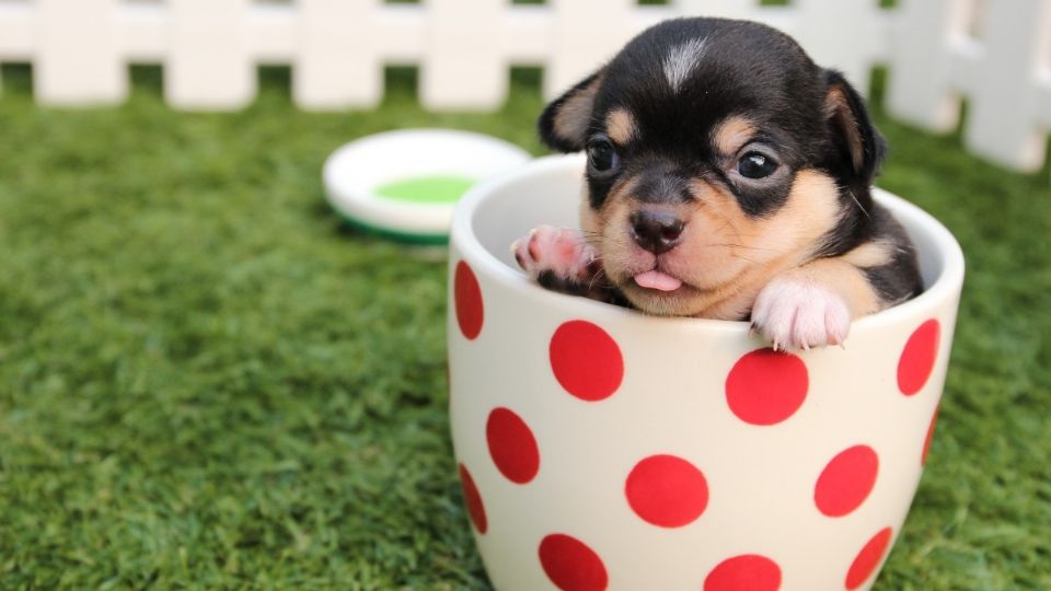 Los cachorros preferirán las partes más gruesas debido a que les llama la atención la textura. Foto: Especial