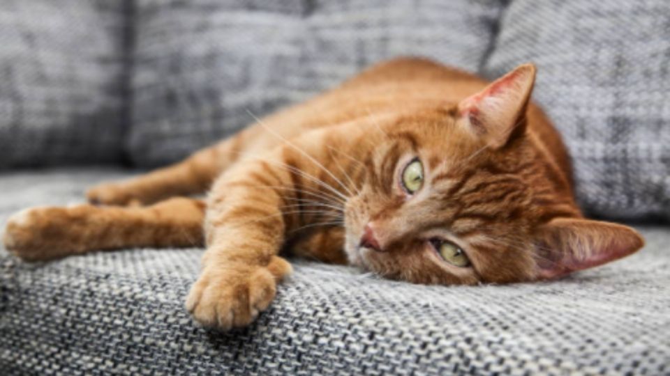 Se hace viral la reacción de un gato adulto al conocer a uno más pequeño. Foto: iStock