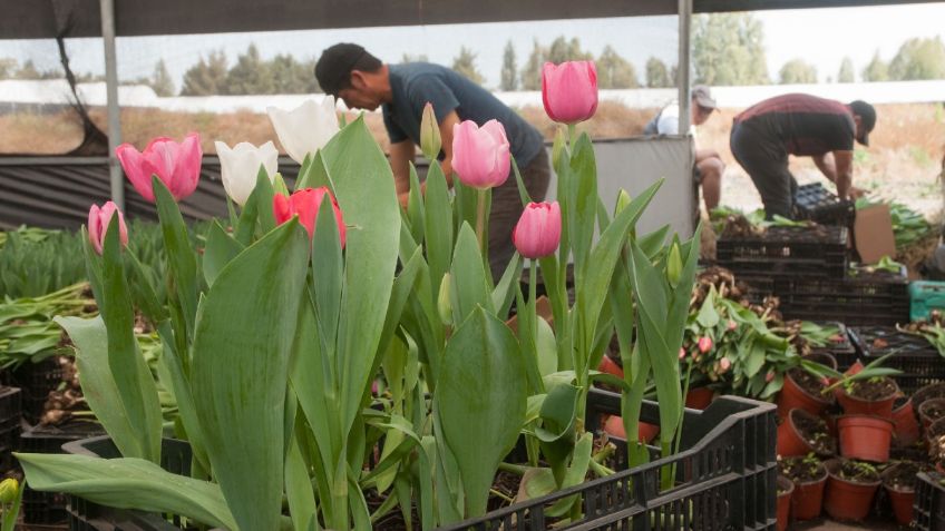 Productores de flor se preparan para el 14 de febrero