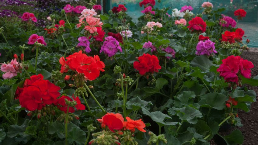 Productores de flor se preparan para el 14 de febrero