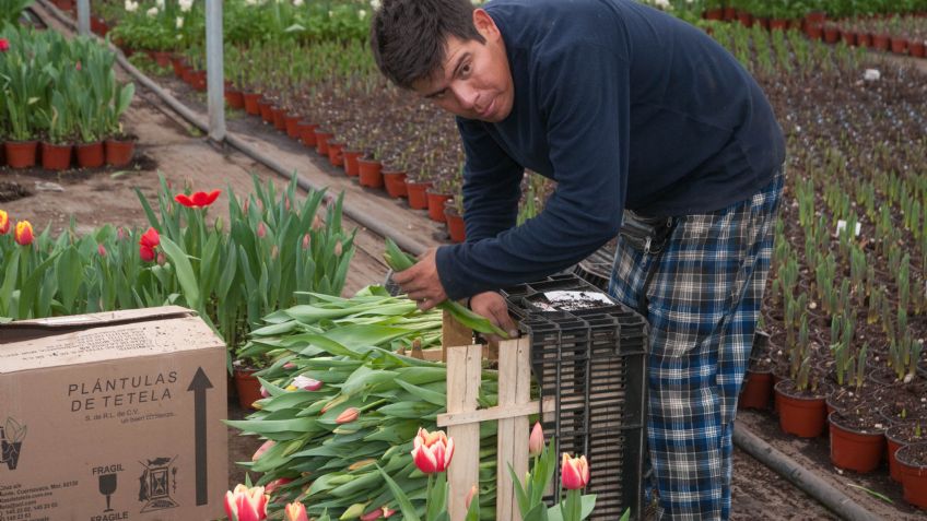 Productores de flor se preparan para el 14 de febrero