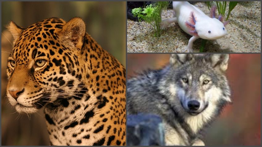 Estos son los animales que México está salvando de la extinción