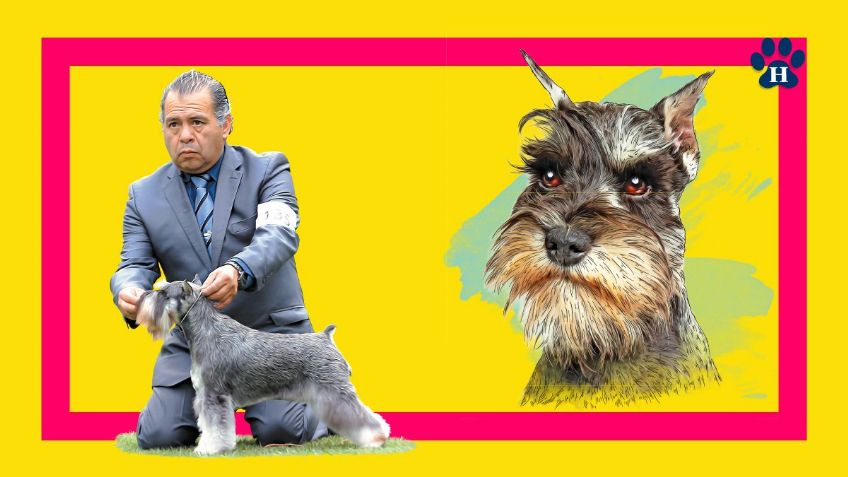 Schnauzer: Su familia humana es lo más importante para él