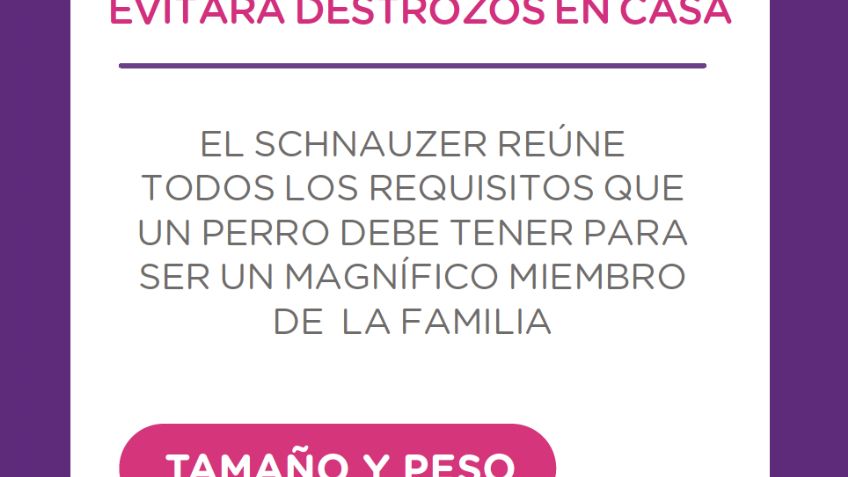 Schnauzer: Su familia humana es lo más importante para él