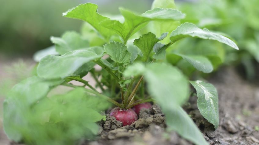 Dietas sustentables y los 50 Alimentos del Futuro para cuidar el medio ambiente