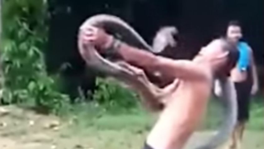 VIDEO VIRAL: Domador de serpientes muere tras ataque letal de cobra