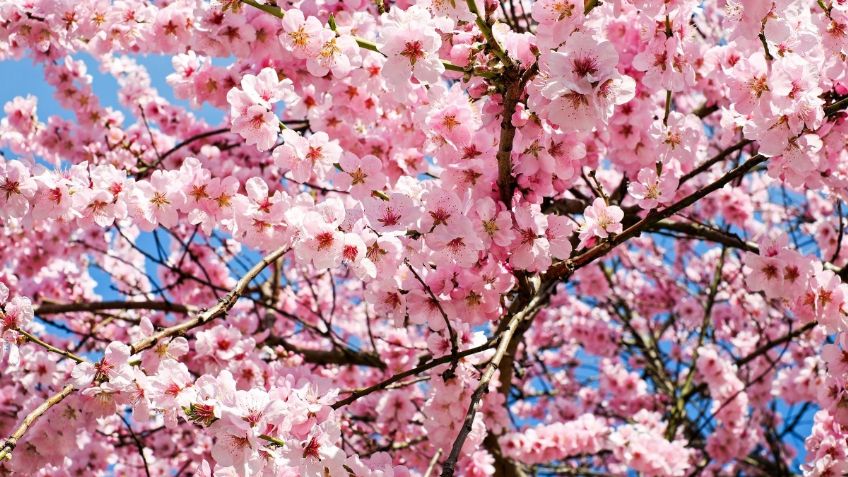 ¿Cuánto cuesta viajar a Tokio, Japón? ✈️