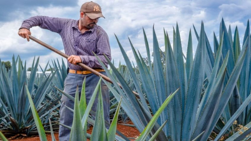 México y UE suman al Bacanora y Raicilla a la protección de bebidas espirituosas