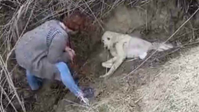 Rescatan a perro que fue enterrado vivo en un barranco y así reaccionó: VIDEO