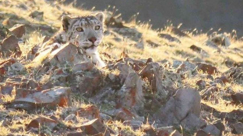 ¡Sí existe! Captan una 'pantera rosa” paseando en Siberia: FOTOS