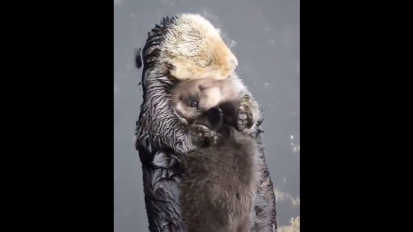 VIDEO VIRAL: ¡Amor de madre no tiene límites! Nutria besa y abraza a su bebé