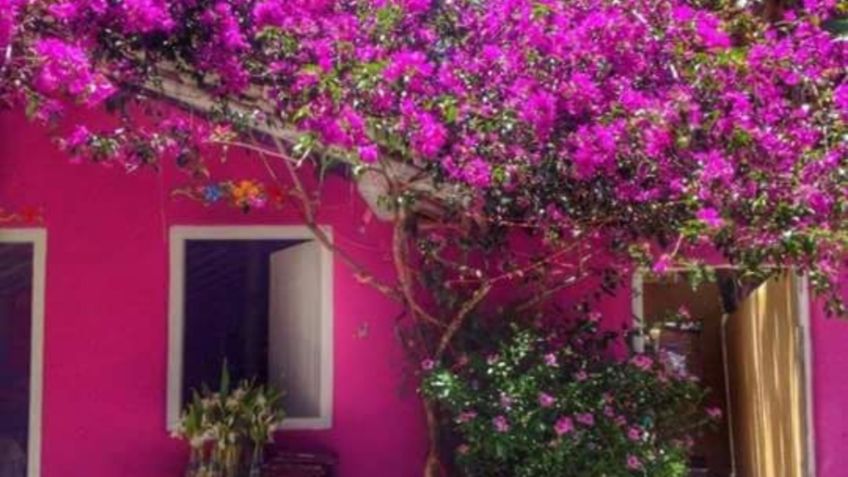 Rosa Mexicano; esta es la historia de un color que le da identidad a un país