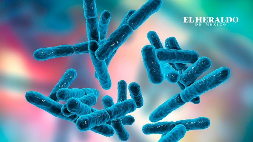 Microbiota intestinal: qué es, cuáles son sus funciones y por qué es tan importante para la salud