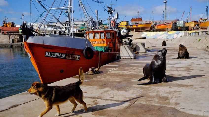 FOTOS: La Tierra, antes y después de la pandemia de Covid-19