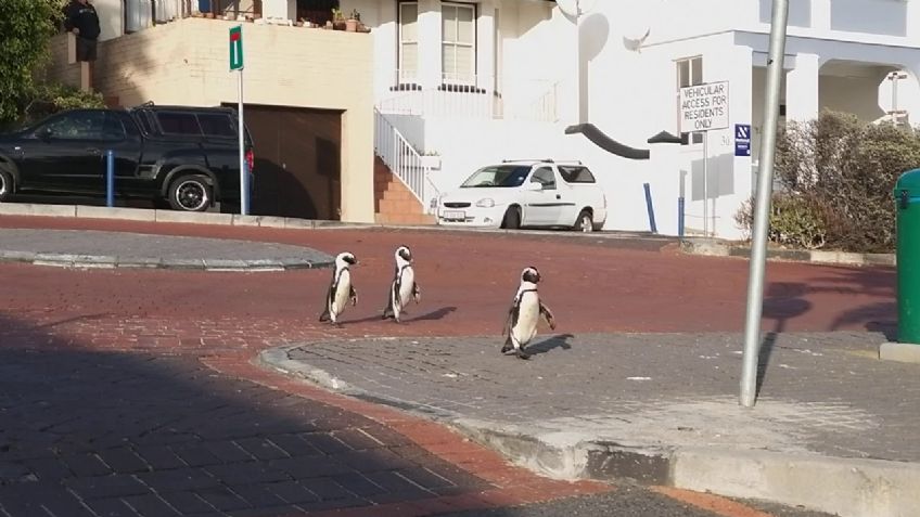 FOTOS: La Tierra, antes y después de la pandemia de Covid-19