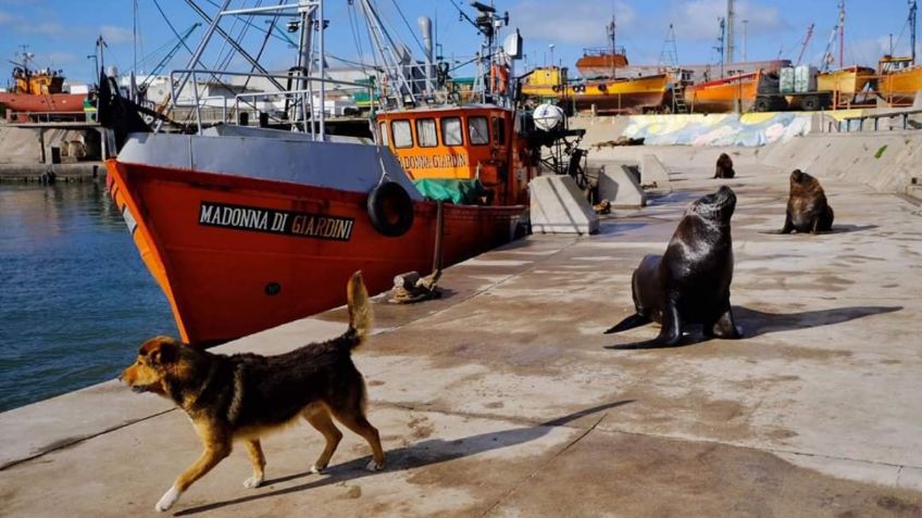 FOTOS: La Tierra, antes y después de la pandemia de Covid-19