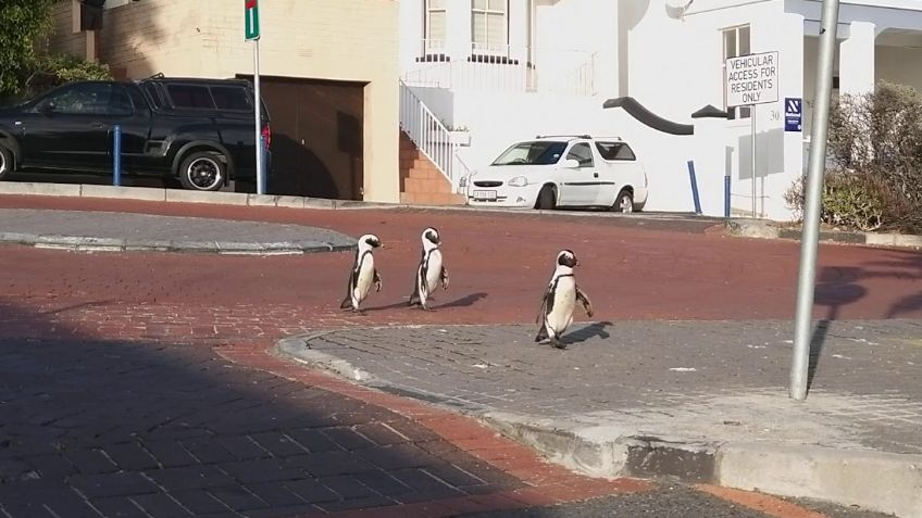 FOTOS: La Tierra, antes y después de la pandemia de Covid-19