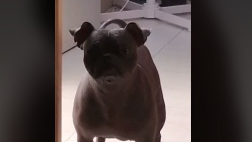 VIDEO VIRAL: Llega a Tik Tok el PUGITZCUINTLE, el perro más feo del mundo