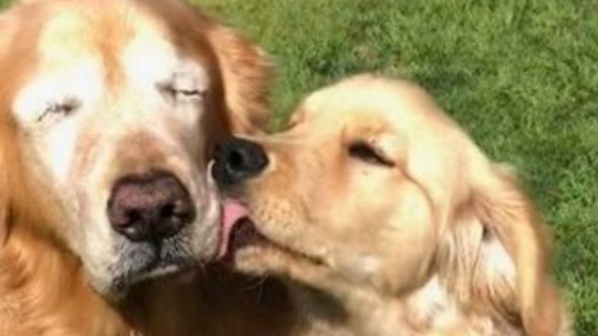 VIDEO VIRAL: Perrito con ceguera tiene a su propio perro guía