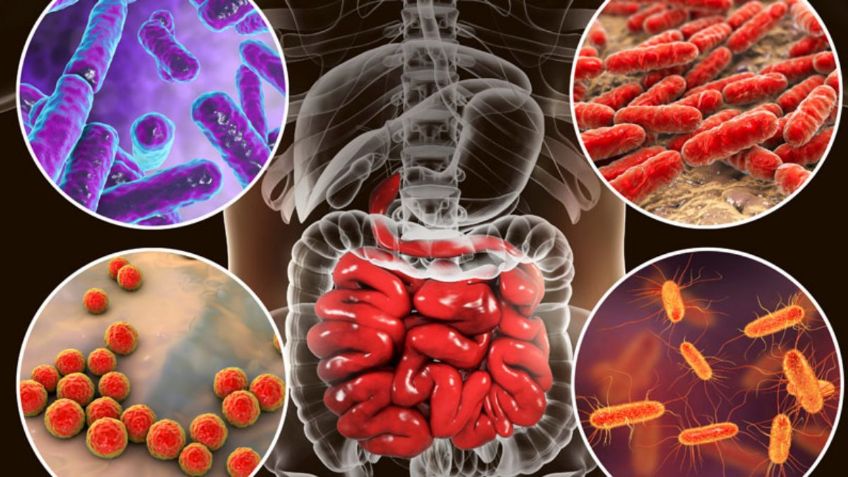 Microbiota y sistema inmune