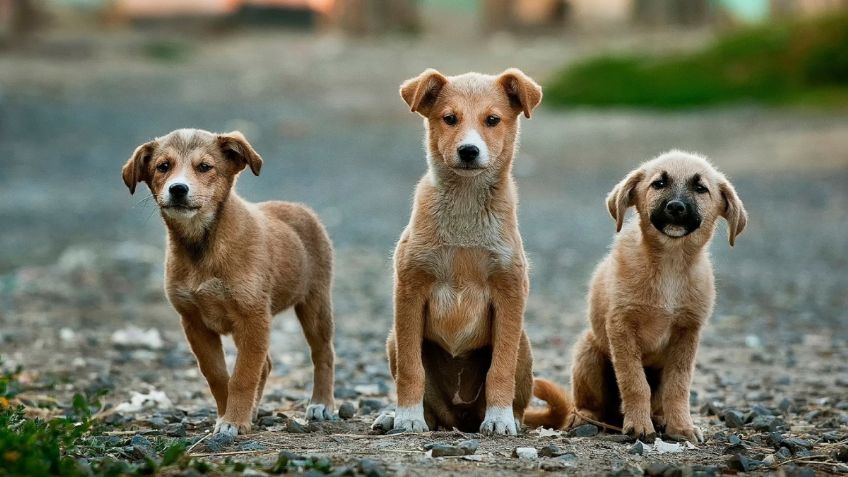 ¿Buscas adoptar una mascota? De esta manera podrás conseguirlo: VIDEO