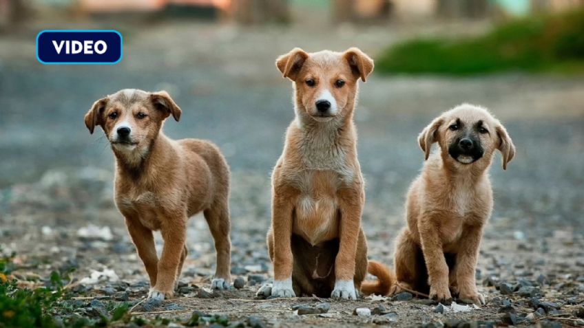 ¿Buscas adoptar una mascota? De esta manera podrás conseguirlo: VIDEO