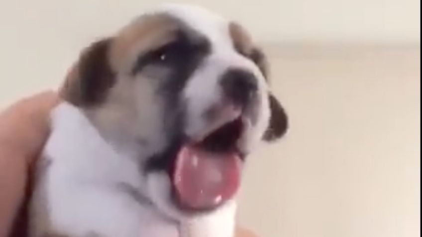 VIDEO VIRAL: ¡Ternurita! Perrito prueba medicina por primera vez, conmueve con su reacción