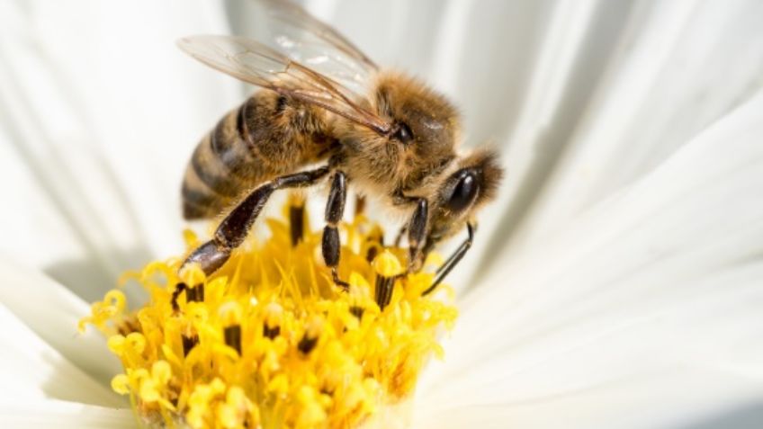 Estas son las especies de avispas y abejas que existen en México: FOTOS