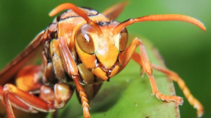 Estas son las especies de avispas y abejas que existen en México: FOTOS